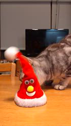 小林功ブリーダーからお迎えしたアメリカンショートヘア：レオンくん