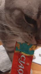 小林功ブリーダーからお迎えしたアメリカンショートヘア：レオンくん