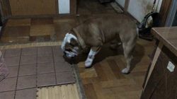 西村靖征ブリーダーからお迎えしたブルドッグ：トラボルタくん