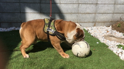 西村靖征ブリーダーからお迎えしたブルドッグ：トラボルタくん