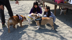 西村靖征ブリーダーからお迎えしたブルドッグ：トラボルタくん