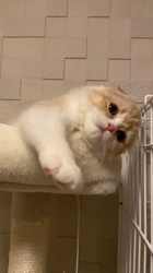 今松澄江ブリーダーからお迎えしたスコティッシュフォールド：小鞠ちゃん