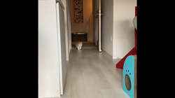 今松澄江ブリーダーからお迎えしたスコティッシュフォールド：小鞠ちゃん