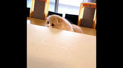 今松澄江ブリーダーからお迎えしたスコティッシュフォールド：小鞠ちゃん