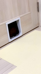 今松澄江ブリーダーからお迎えしたスコティッシュフォールド：小鞠ちゃん