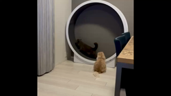 今松澄江ブリーダーからお迎えしたスコティッシュフォールド：小鞠ちゃん