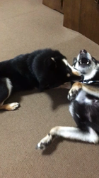 佐藤里美ブリーダーからお迎えした柴犬：玄次朗くん
