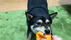 川山修一ブリーダーからお迎えした柴犬：ニコちゃん