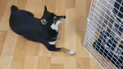 川山修一ブリーダーからお迎えした柴犬：ニコちゃん