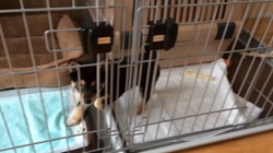 川山修一ブリーダーからお迎えした柴犬：ニコちゃん