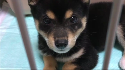 川山修一ブリーダーからお迎えした柴犬：ニコちゃん