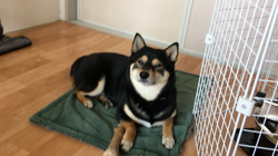 川山修一ブリーダーからお迎えした柴犬：ニコちゃん