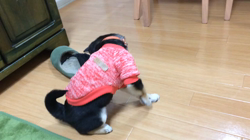 川山修一ブリーダーからお迎えした柴犬：ニコちゃん