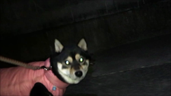 川山修一ブリーダーからお迎えした柴犬：ニコちゃん