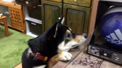 川山修一ブリーダーからお迎えした柴犬：ニコちゃん