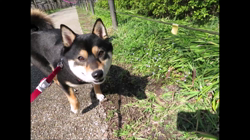 川山修一ブリーダーからお迎えした柴犬：ニコちゃん