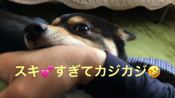 川山修一ブリーダーからお迎えした柴犬：ニコちゃん