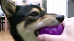 川山修一ブリーダーからお迎えした柴犬：ニコちゃん