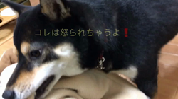 川山修一ブリーダーからお迎えした柴犬：ニコちゃん
