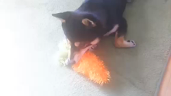 川山修一ブリーダーからお迎えした柴犬：ニコちゃん