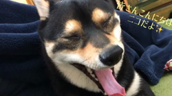 川山修一ブリーダーからお迎えした柴犬：ニコちゃん