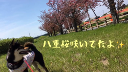 川山修一ブリーダーからお迎えした柴犬：ニコちゃん