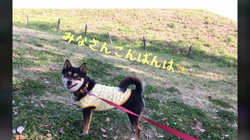 川山修一ブリーダーからお迎えした柴犬：ニコちゃん