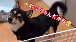 川山修一ブリーダーからお迎えした柴犬：ニコちゃん