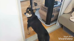 川山修一ブリーダーからお迎えした柴犬：ニコちゃん