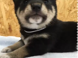 川山修一ブリーダーからお迎えした柴犬：ニコちゃん