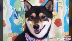 川山修一ブリーダーからお迎えした柴犬：ニコちゃん