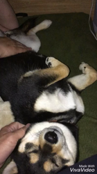 川山修一ブリーダーからお迎えした柴犬：ニコちゃん
