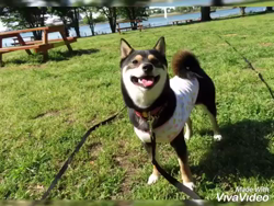 川山修一ブリーダーからお迎えした柴犬：ニコちゃん