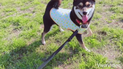 川山修一ブリーダーからお迎えした柴犬：ニコちゃん
