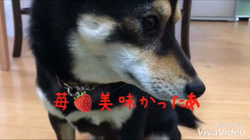 川山修一ブリーダーからお迎えした柴犬：ニコちゃん