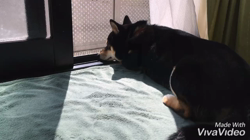 川山修一ブリーダーからお迎えした柴犬：ニコちゃん