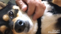 川山修一ブリーダーからお迎えした柴犬：ニコちゃん