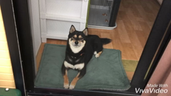 川山修一ブリーダーからお迎えした柴犬：ニコちゃん