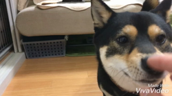 川山修一ブリーダーからお迎えした柴犬：ニコちゃん