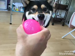 川山修一ブリーダーからお迎えした柴犬：ニコちゃん