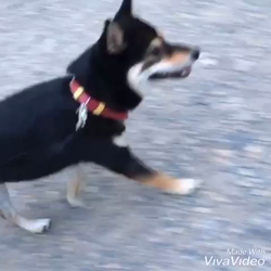 川山修一ブリーダーからお迎えした柴犬：ニコちゃん