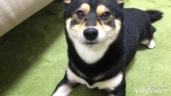 川山修一ブリーダーからお迎えした柴犬：ニコちゃん