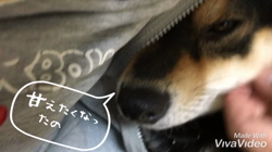 川山修一ブリーダーからお迎えした柴犬：ニコちゃん