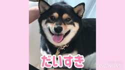 川山修一ブリーダーからお迎えした柴犬：ニコちゃん