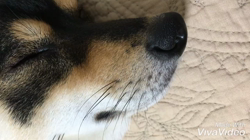川山修一ブリーダーからお迎えした柴犬：ニコちゃん