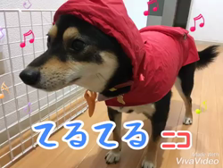 川山修一ブリーダーからお迎えした柴犬：ニコちゃん