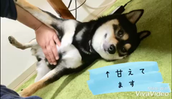 川山修一ブリーダーからお迎えした柴犬：ニコちゃん