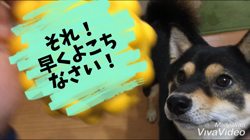 川山修一ブリーダーからお迎えした柴犬：ニコちゃん