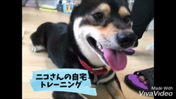 川山修一ブリーダーからお迎えした柴犬：ニコちゃん