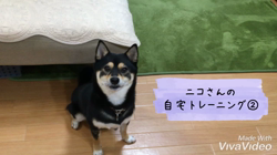 川山修一ブリーダーからお迎えした柴犬：ニコちゃん